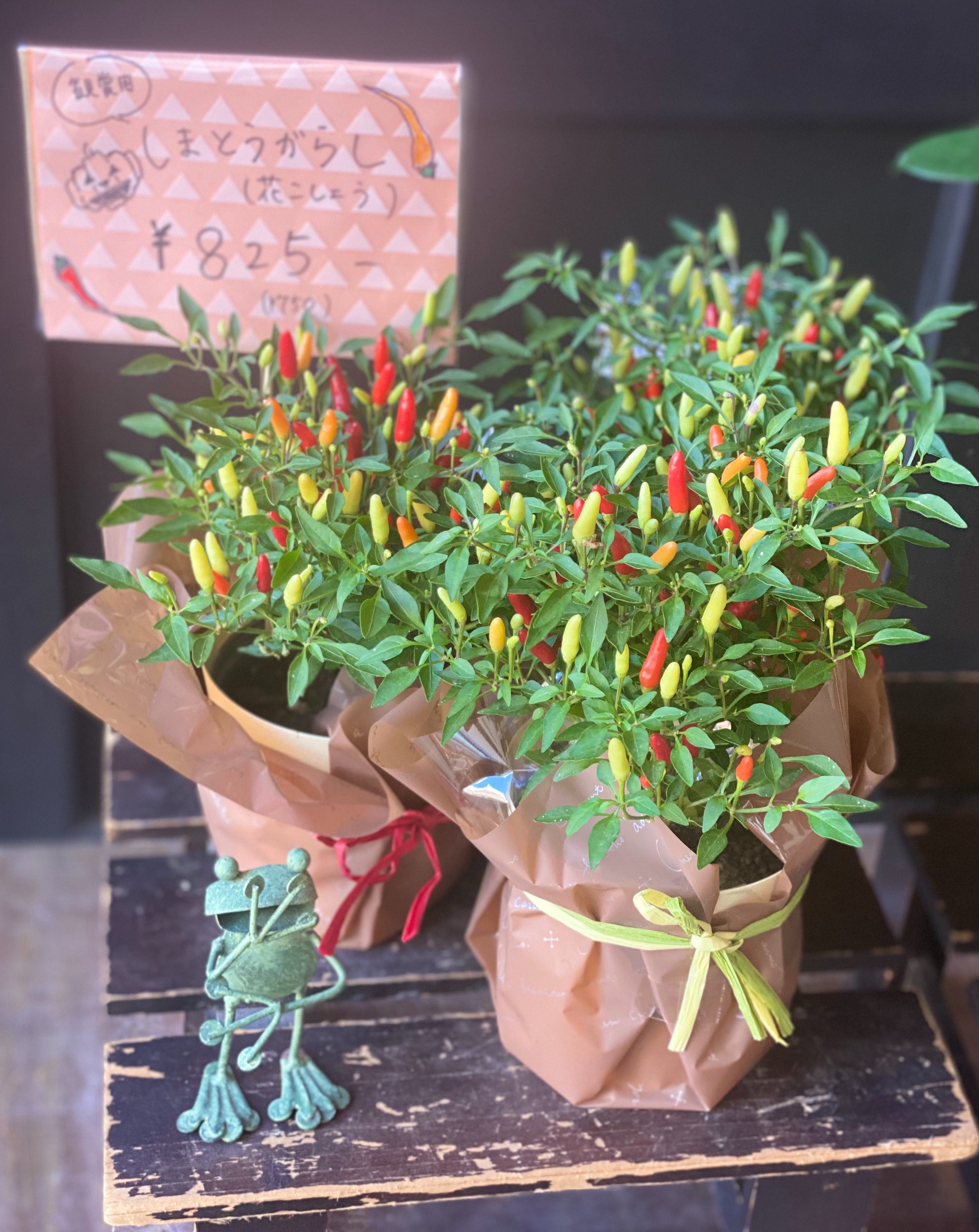 楽天市場】ドライフラワー 季節の花 リース ハロウィンリース