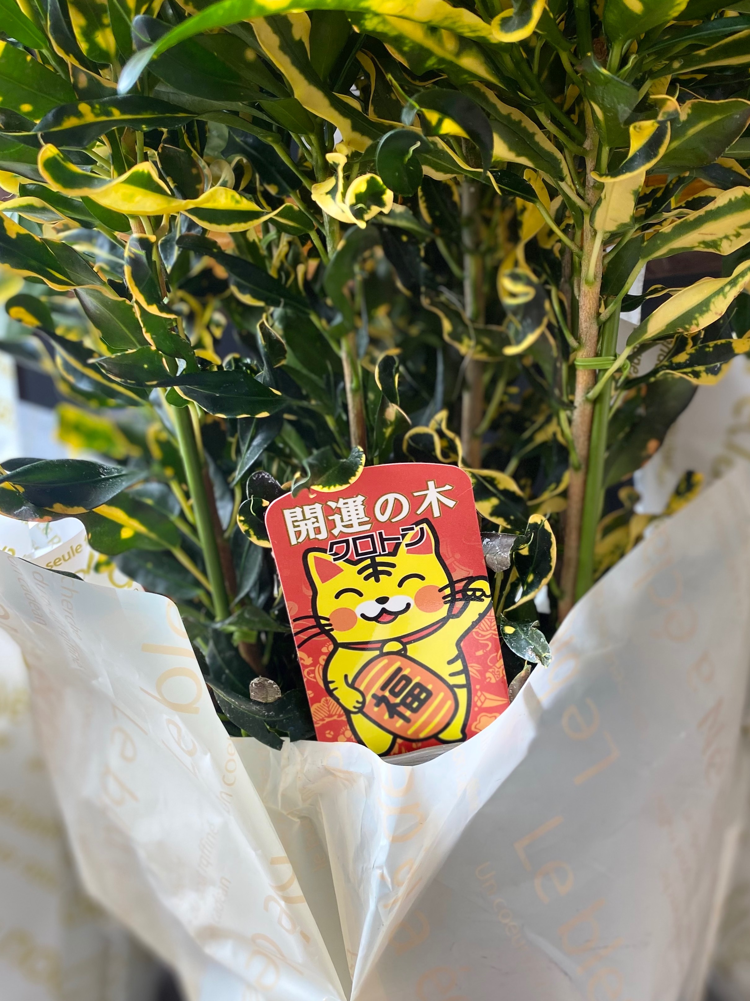 開運の木クロトン🪴 | 花ユキ | ショップブログ | 大丸福岡天神店 開運の木クロトン🪴 | 花ユキ | ショップブログ | 大丸福岡天神店
